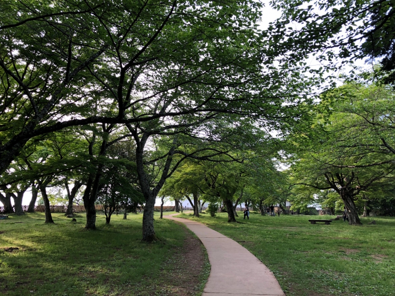 緑の歩道